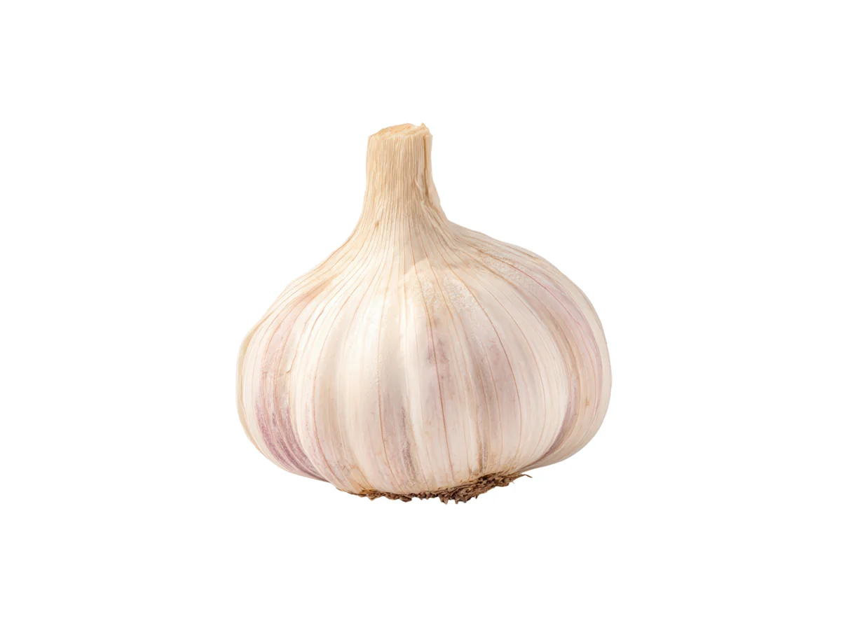 Garlic